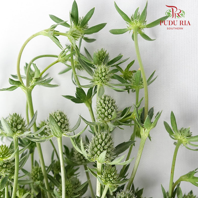 Eryngium Small - Pudu Ria Florist Southern