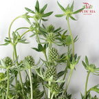 Eryngium Small - Pudu Ria Florist Southern