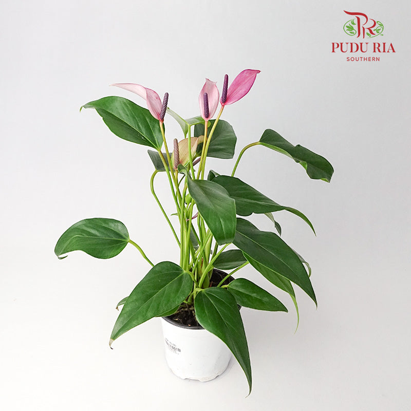 Anthurium 火鹤花 - Purple - Pudu Ria Florist Southern