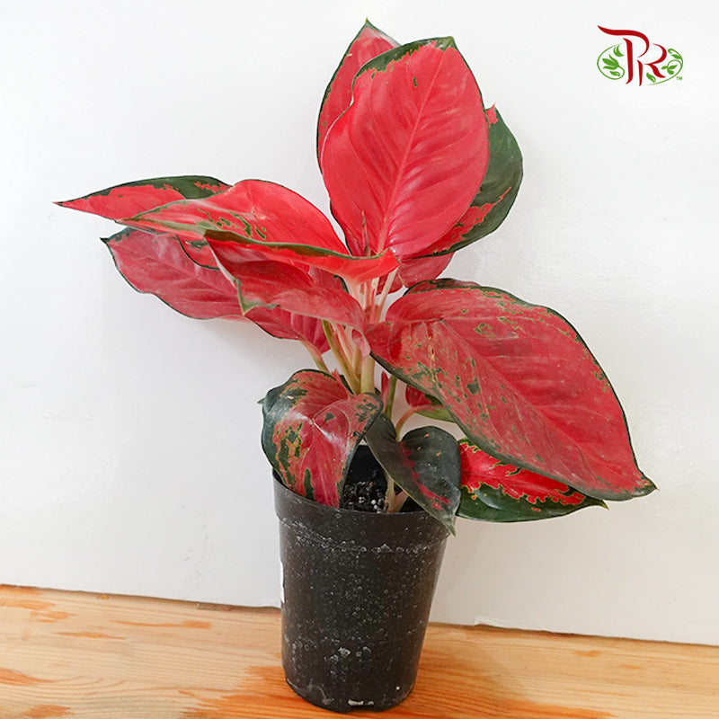 Aglaonema Eastern Red - Pudu Ria Florist Southern