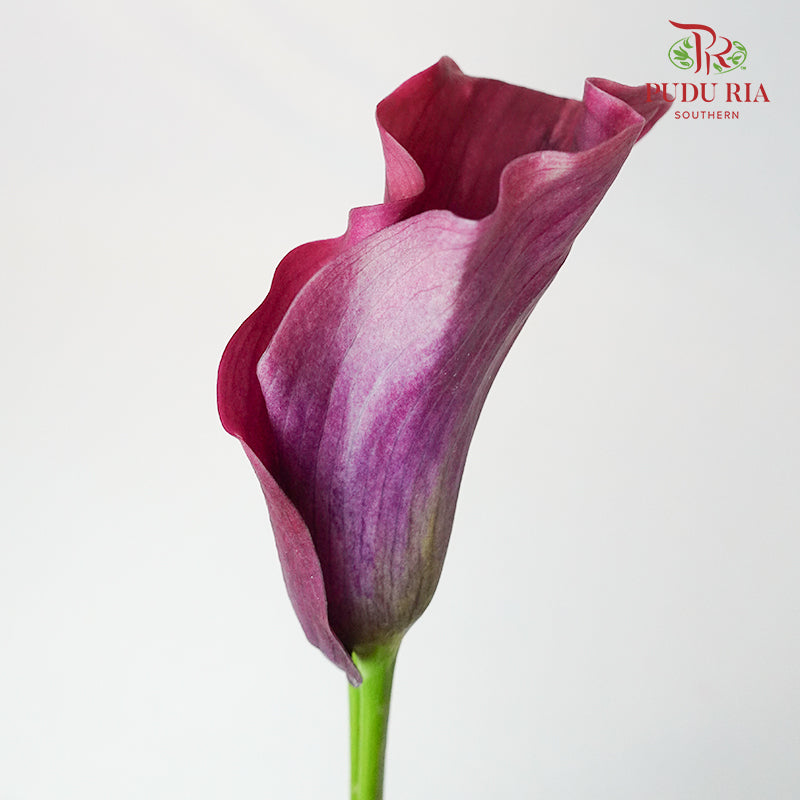 Calla Lily Purple- 5 Stems - Pudu Ria Florist Southern