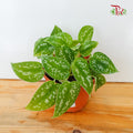 Scindapsus (Big) - Pudu Ria Florist Southern