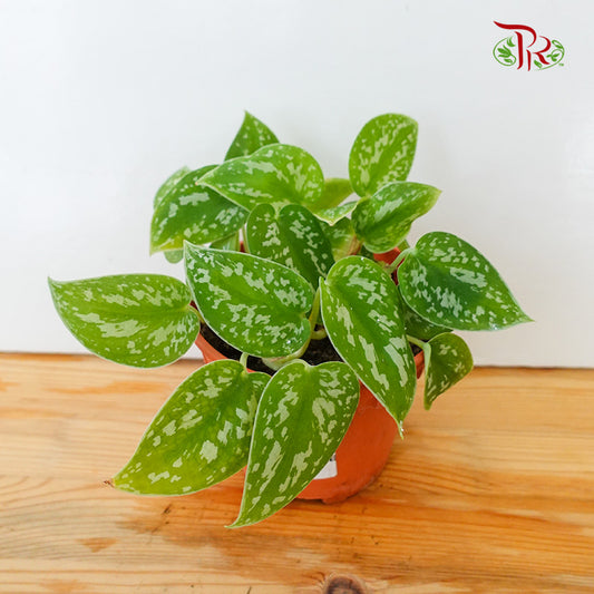 Scindapsus (Big) - Pudu Ria Florist Southern