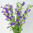 Campanula Purple - Pudu Ria Florist Southern