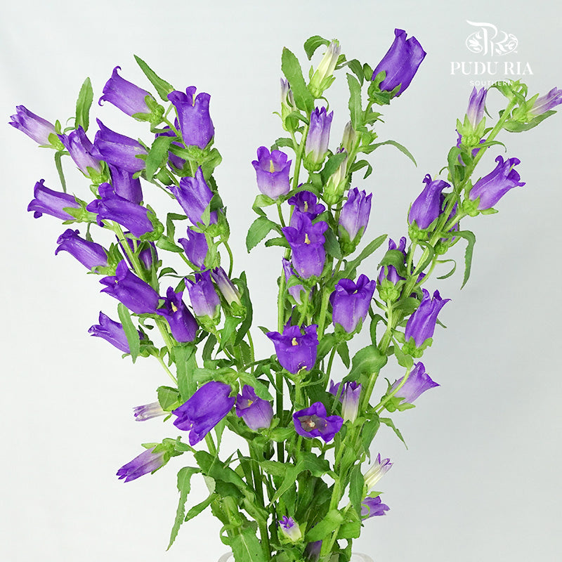 Campanula Purple - Pudu Ria Florist Southern