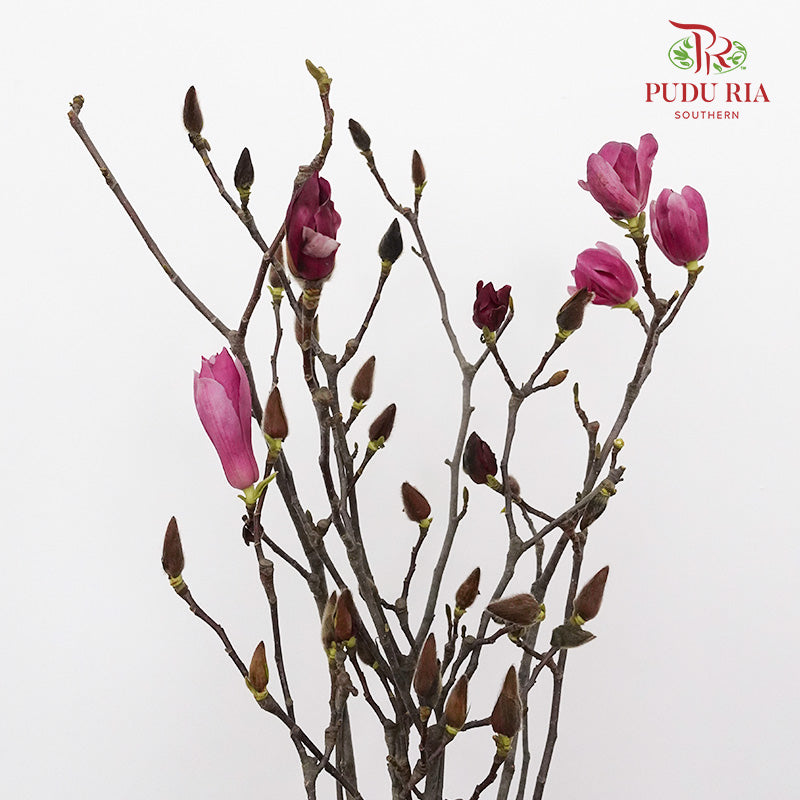 Magnolia Flower - Pudu Ria Florist Southern