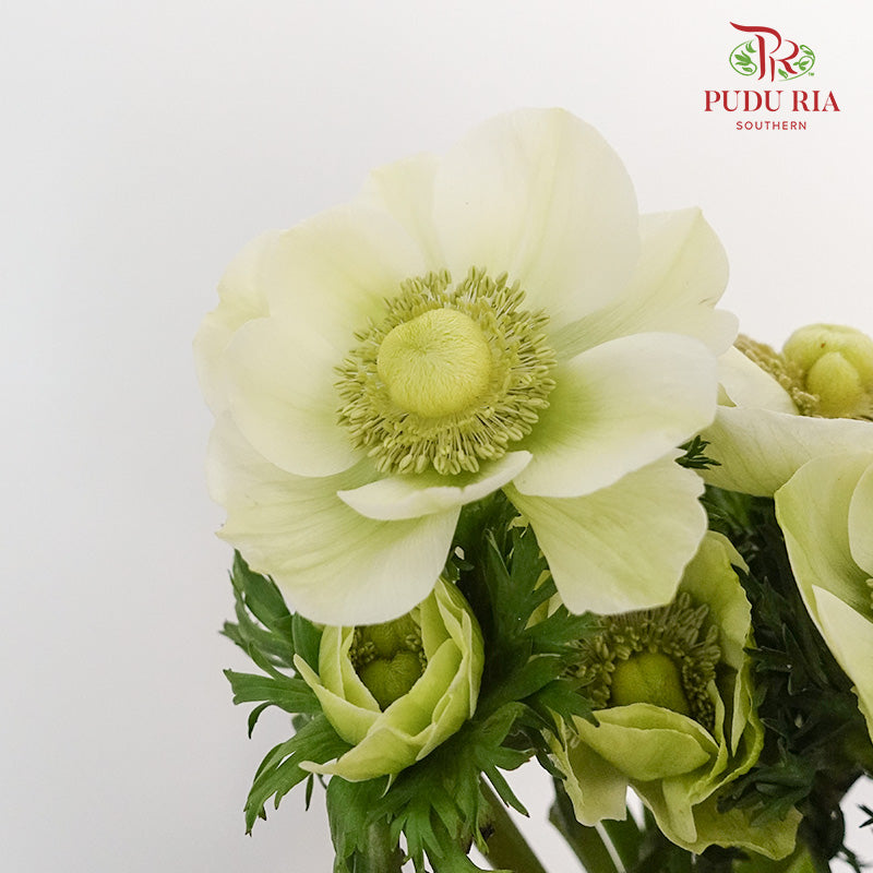 Anemone - Pudu Ria Florist Southern