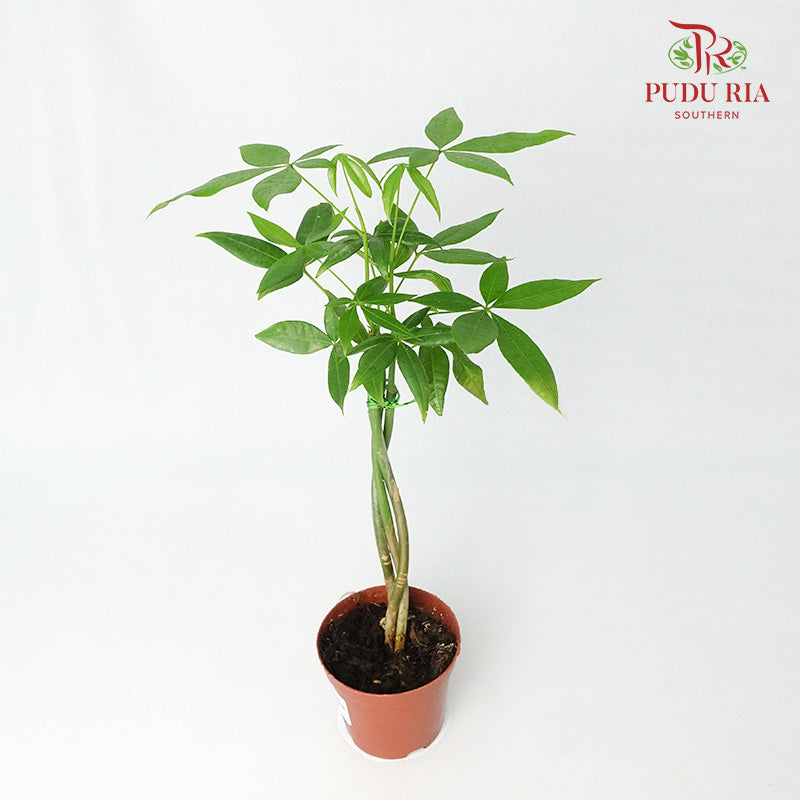Pachira 3 plant - Pudu Ria Florist Southern