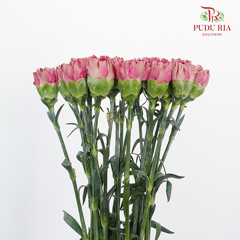 Carnation St Dragon Poison 18-20 Stems - Pudu Ria Florist Southern