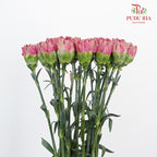 Carnation St Dragon Poison 18-20 Stems - Pudu Ria Florist Southern