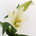 Mcdonna Lily White - Pudu Ria Florist Southern