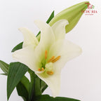 Mcdonna Lily White - Pudu Ria Florist Southern