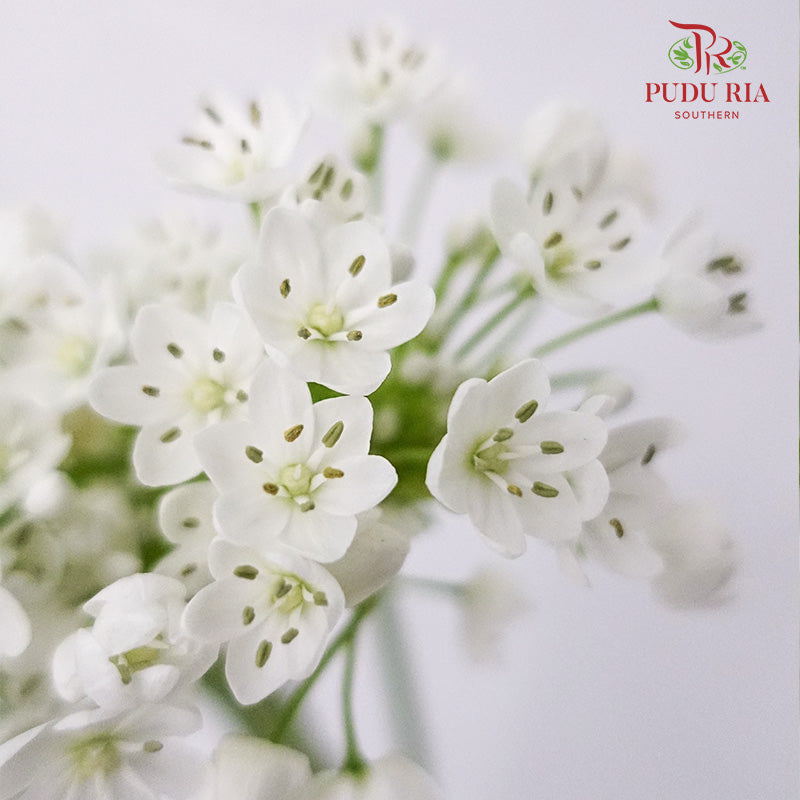 Allium White - Pudu Ria Florist Southern