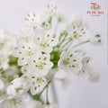 Allium White - Pudu Ria Florist Southern