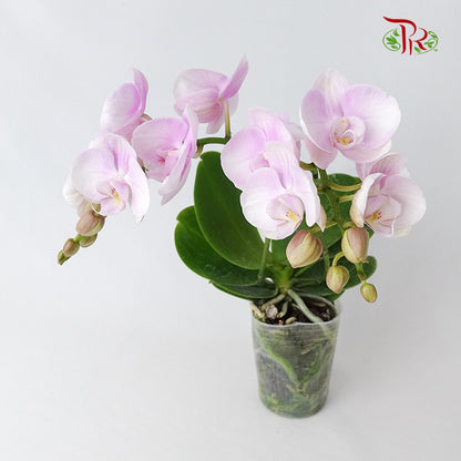 Phalaenopsis Orchid Light Purple Without Pot / Per Stem (S) - Pudu Ria Florist Southern