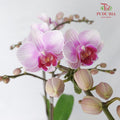 Phalaenopsis Orchid Purple Without Pot / Per Stem (S) - Pudu Ria Florist Southern