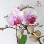 Phalaenopsis Orchid Purple Without Pot / Per Stem (S) - Pudu Ria Florist Southern