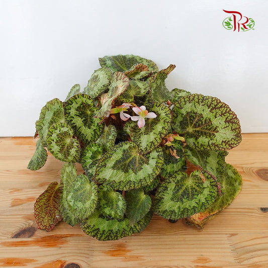 Begonia - Sizemoreae - Pudu Ria Florist Southern