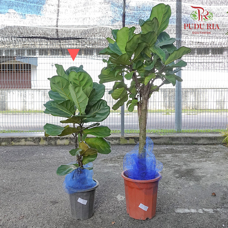 Ficus Lyrata (Single) - Pudu Ria Florist Southern