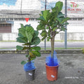 Ficus Lyrata (Single) - Pudu Ria Florist Southern