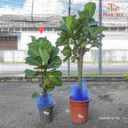 Ficus Lyrata (Single) - Pudu Ria Florist Southern