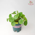 Peperomioides - Pudu Ria Florist Southern