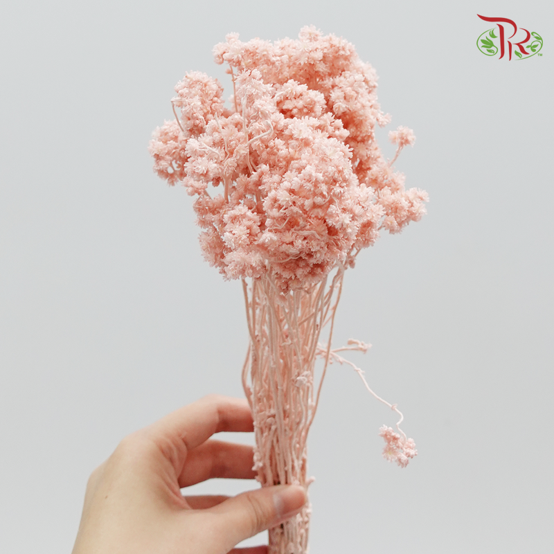 Preservative Helichrysum Crispum - Pink - Pudu Ria Florist Southern