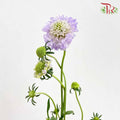 Scabiosa Colour Lilac (Per Bundle) - Pudu Ria Florist Southern