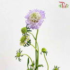 Scabiosa Colour Lilac (Per Bundle) - Pudu Ria Florist Southern