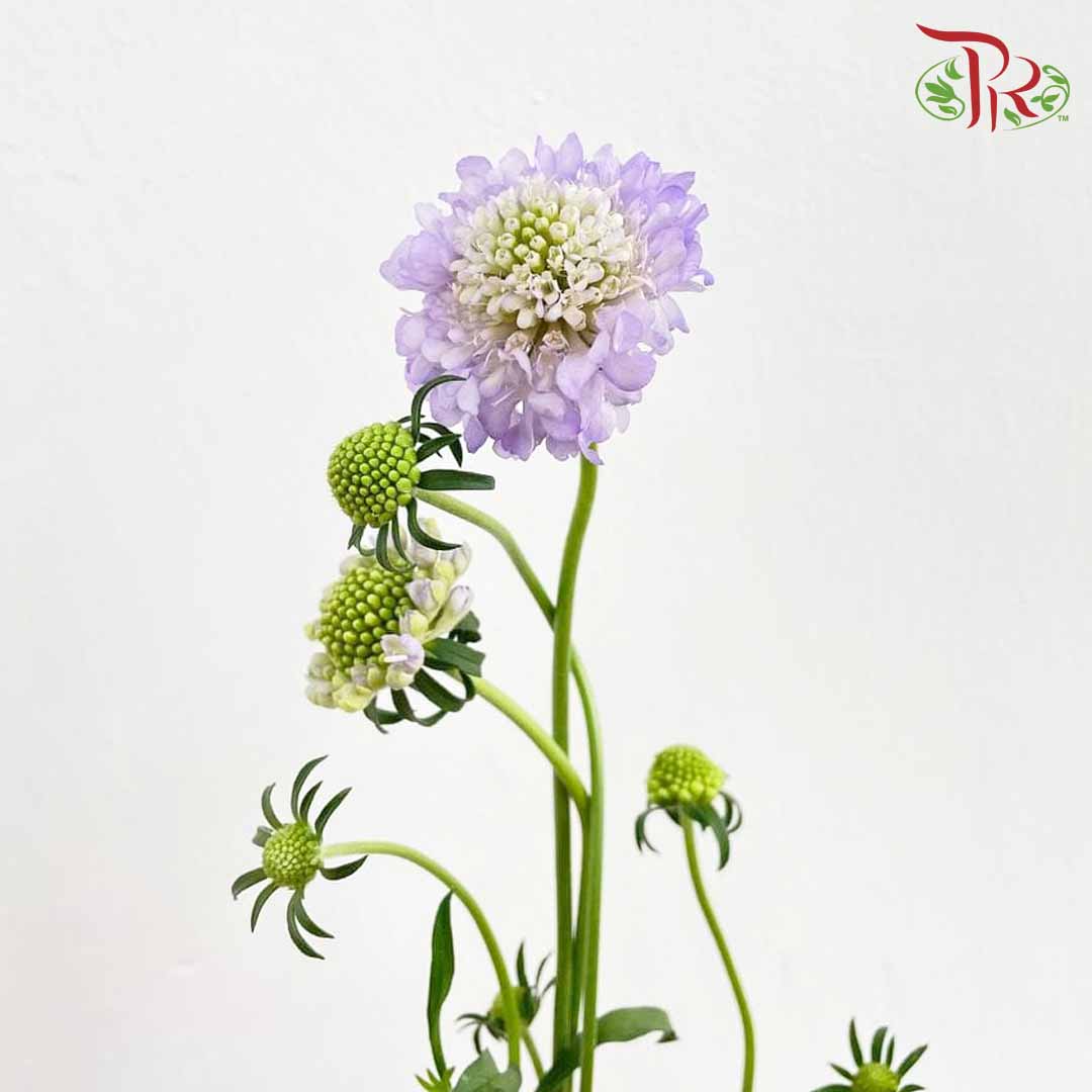 Scabiosa Colour Lilac (Per Bundle) - Pudu Ria Florist Southern