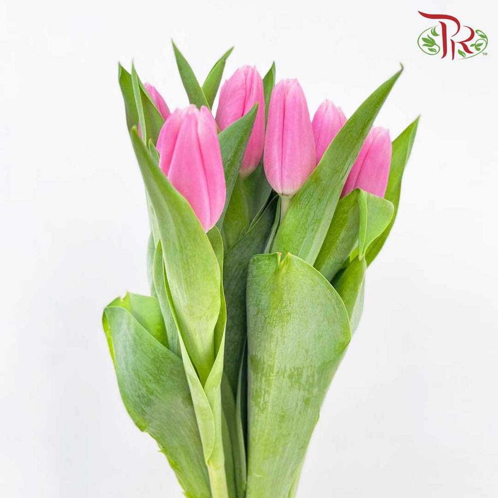 Tulip Pink (8-9 Stems) - Pudu Ria Florist Southern