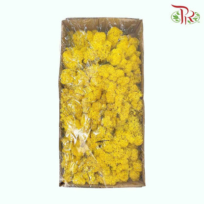 Dried Moss Reindeer - Yellow - Pudu Ria Florist Southern