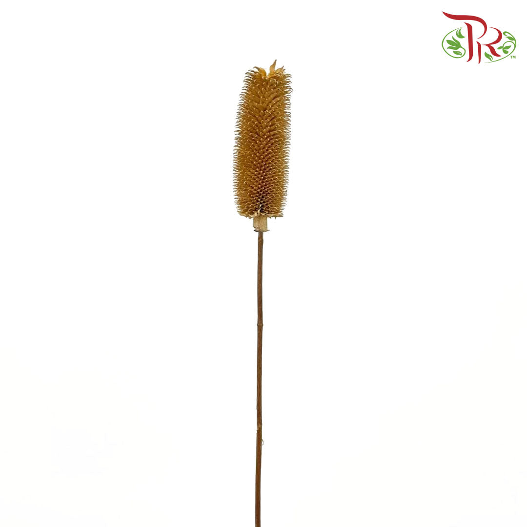 Dry Teasel - Pudu Ria Florist Southern