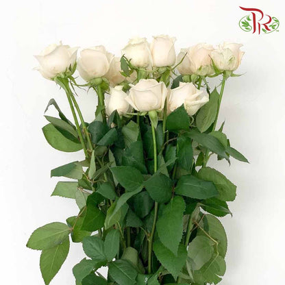 Rose Creamy White (19-20 Stems) - Pudu Ria Florist Southern