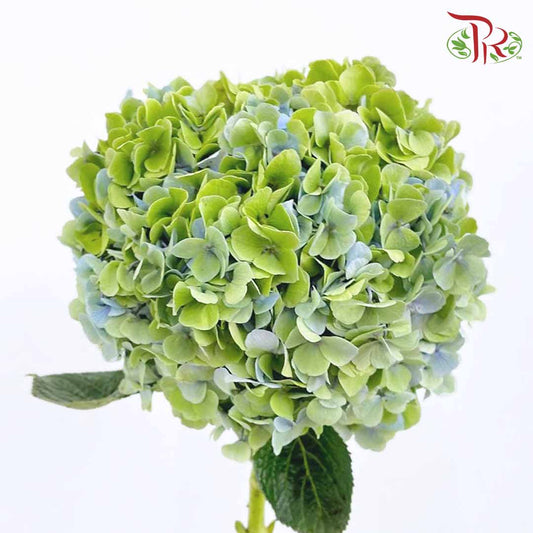 Hydrangea Green / Per Stem - Pudu Ria Florist Southern