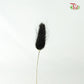 Dry Lagurus (Bunny Tails) - Black