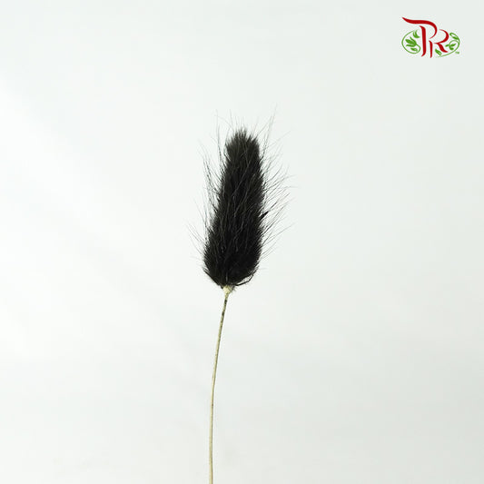 Dry Lagurus (Bunny Tails) - Black - Pudu Ria Florist Southern