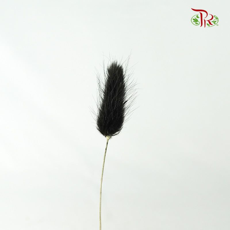 Dry Lagurus (Bunny Tails) - Black - Pudu Ria Florist Southern