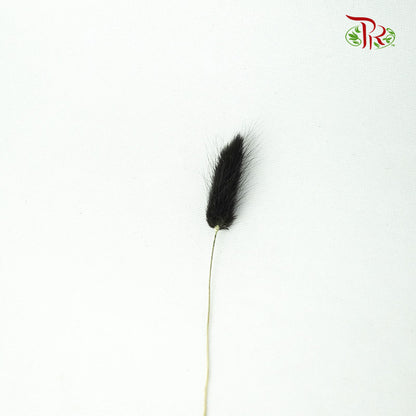 Dry Lagurus (Bunny Tails) - Black - Pudu Ria Florist Southern