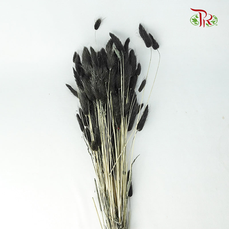 Dry Lagurus (Bunny Tails) - Black - Pudu Ria Florist Southern