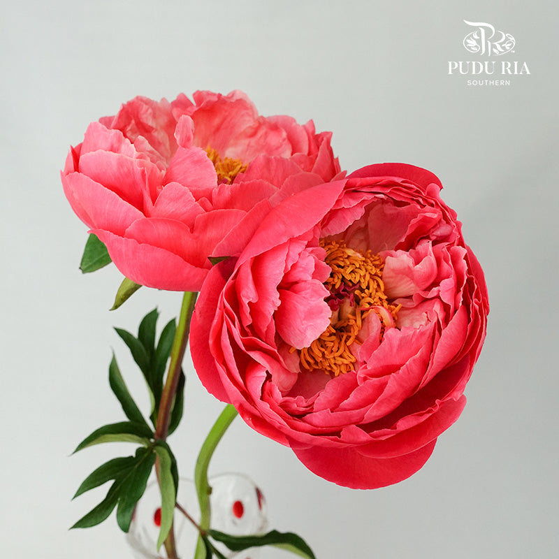 Peony Dark Pink (2 stems) - Pudu Ria Florist Southern