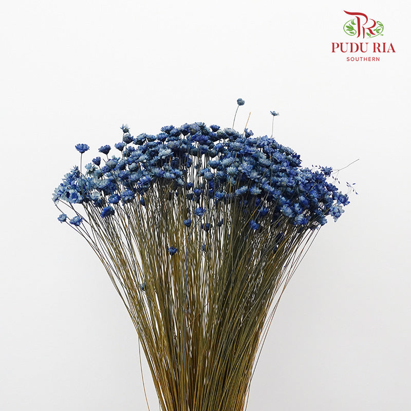 Dry Star Flower Blue - Offer Item - Pudu Ria Florist Southern