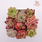 Succulent Mixed Hybrid Combination 七彩杂交组合 - Pudu Ria Florist Southern