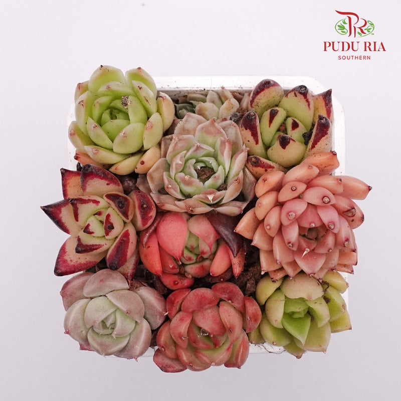 Succulent Mixed Hybrid Combination 七彩杂交组合 - Pudu Ria Florist Southern