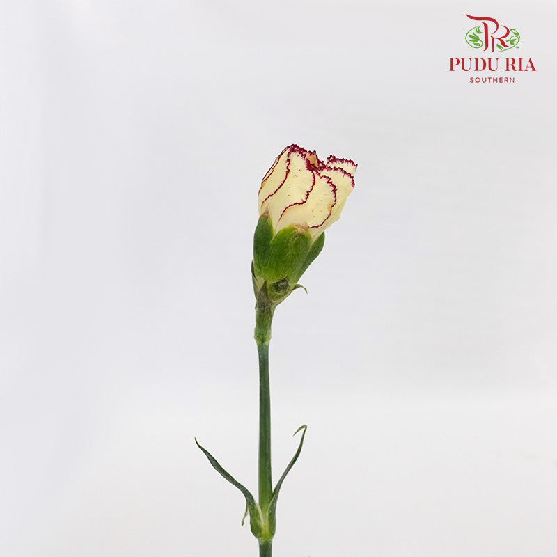 Carnation St Morning Sunlight 18-20 Stems - Pudu Ria Florist Southern