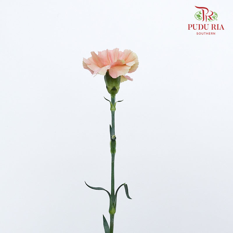 Carnation St Honey 18-20 Stems - Pudu Ria Florist Southern