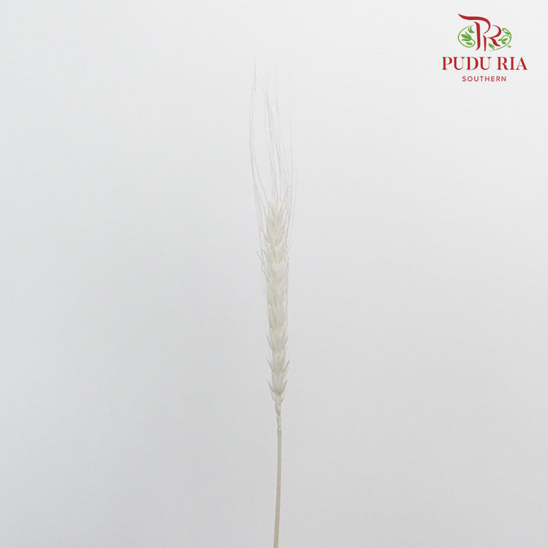 Dry Wheatgrass - White - Pudu Ria Florist Southern
