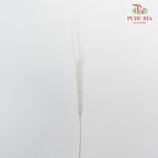 Dry Wheatgrass - White - Pudu Ria Florist Southern