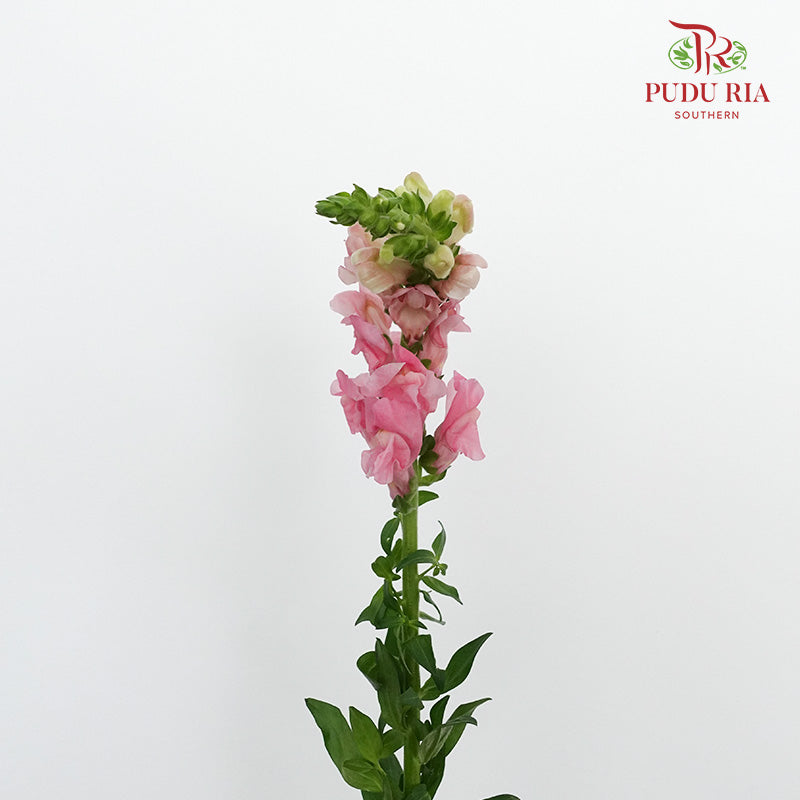 Snapdragon Pink - Pudu Ria Florist Southern