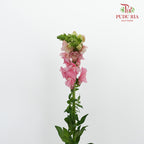 Snapdragon Pink - Pudu Ria Florist Southern
